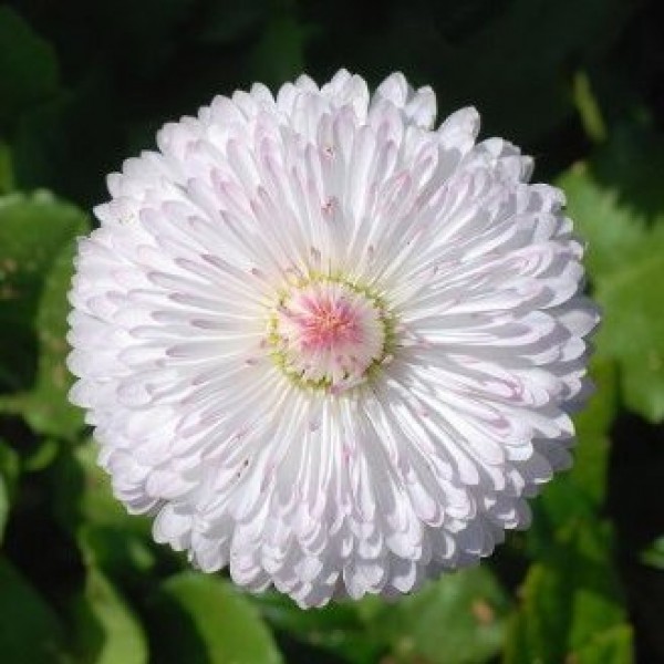 Omaxe Daisy white Bellis Perennis seeds